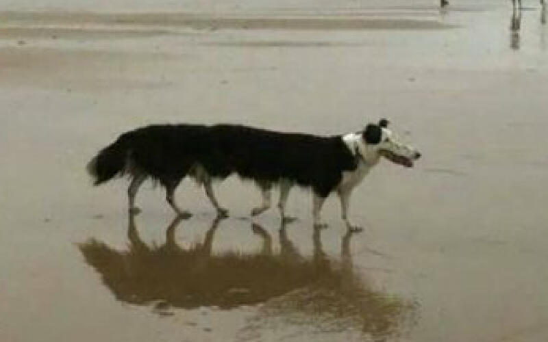 7 legged dog.jpg