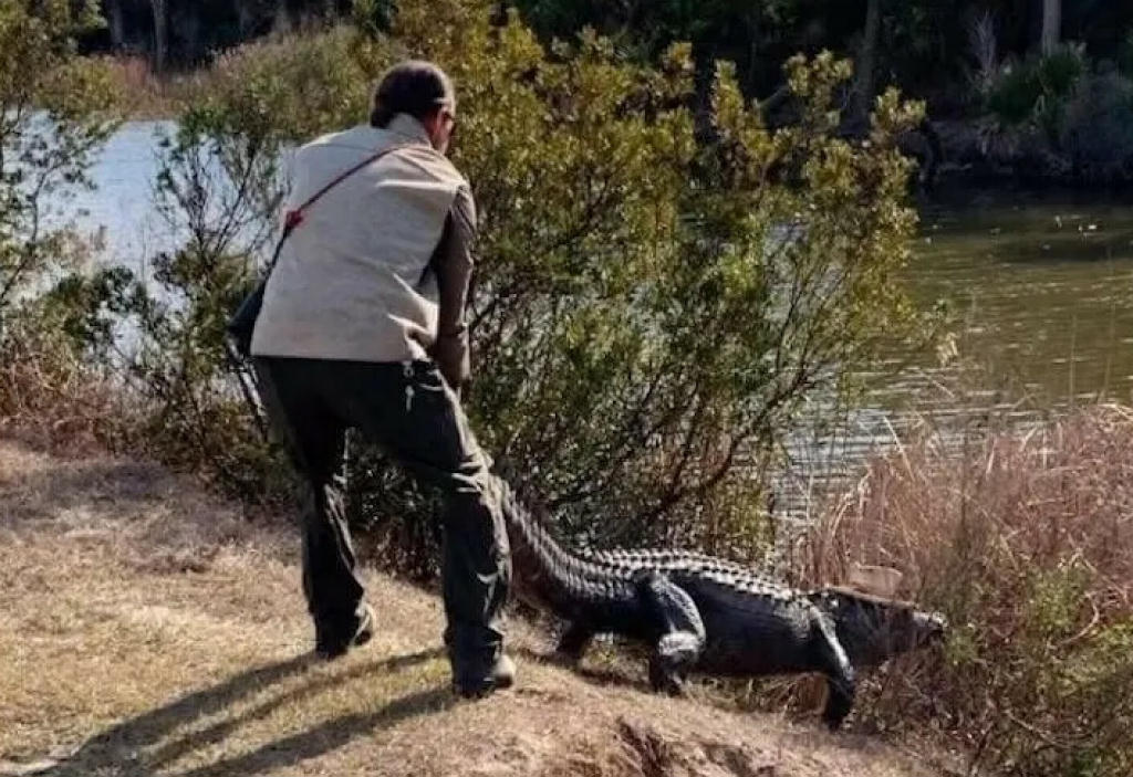 AlligatorStoleMyHat.jpg