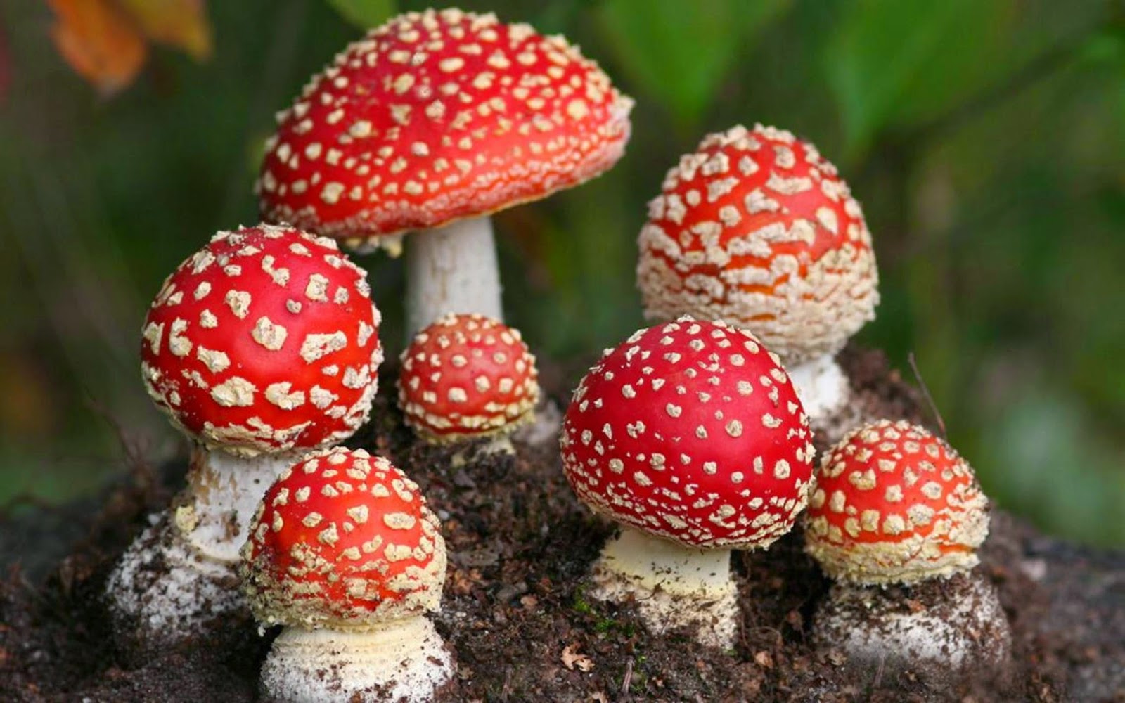 amanita_muscaria_red-mushroom-wild-photography-wallpaper-2-779013914.jpg