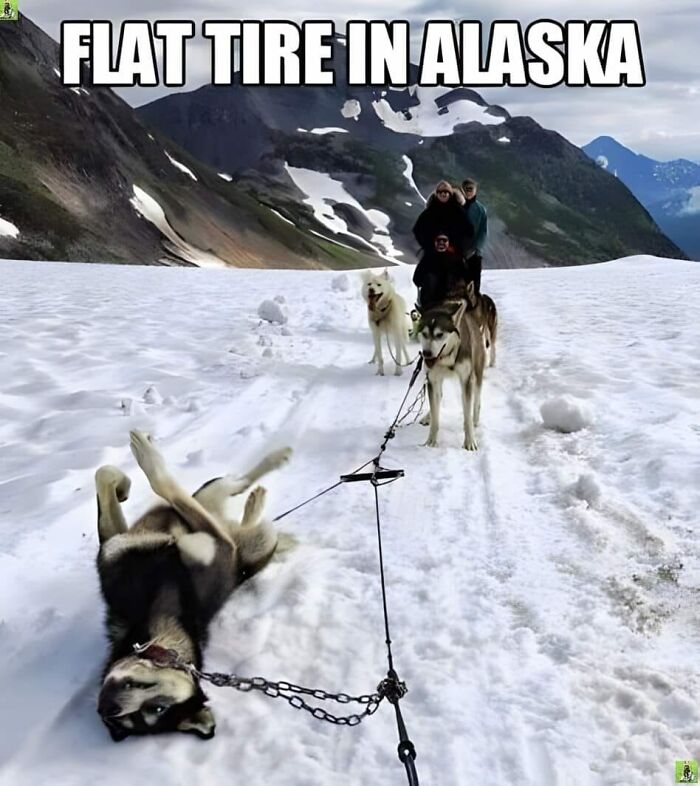 amusing-unappreciated-puns-66ed2331195d0__700.jpg