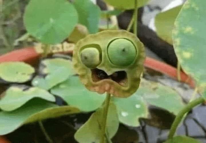animal-imgflipcom-too-plant-too.png