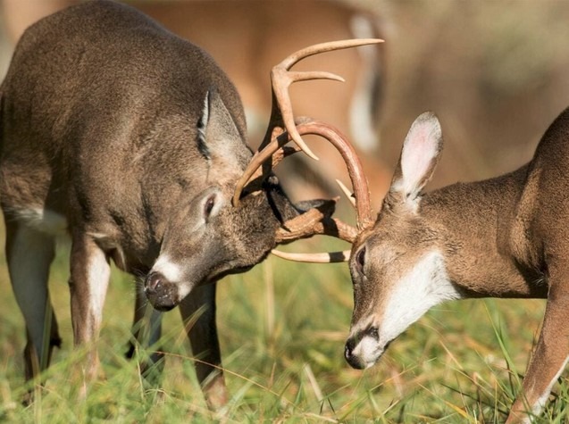 Antlers.jpg