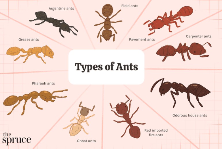 Ants.jpg