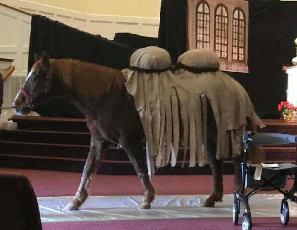 ArabianHorse.jpg