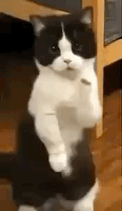 BE04707D-3FAB-45B9-85F6-6203C22BAC79.gif