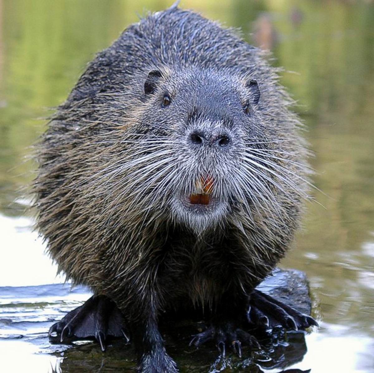 beaver_looking_camera-scaled.jpg