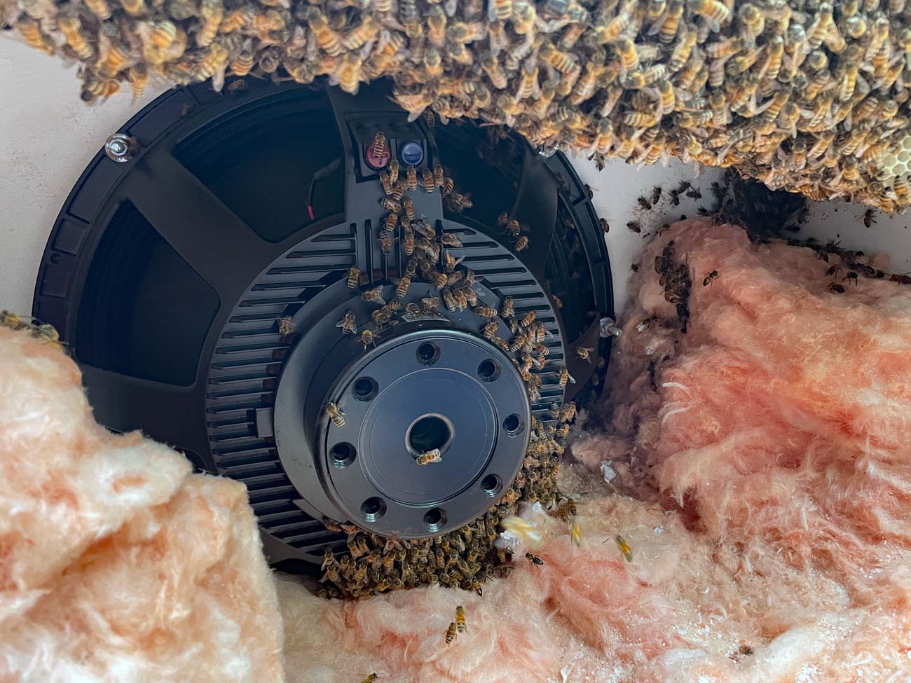 Bees-1.jpg