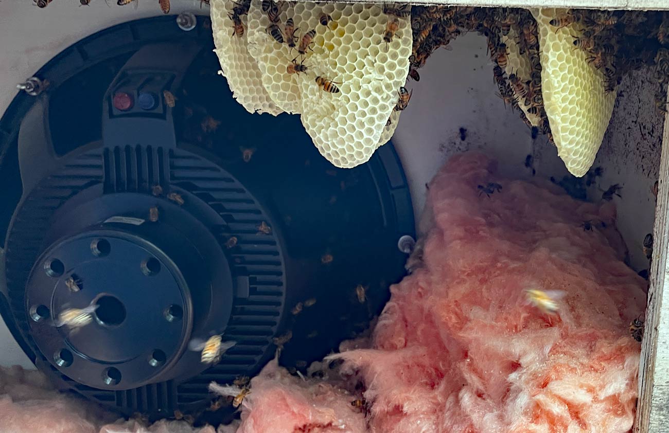 Bees-2.jpg