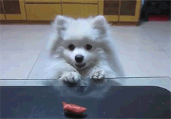 Beggin For Treats.gif