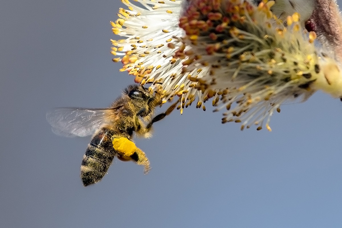 Biene_20190321.jpg