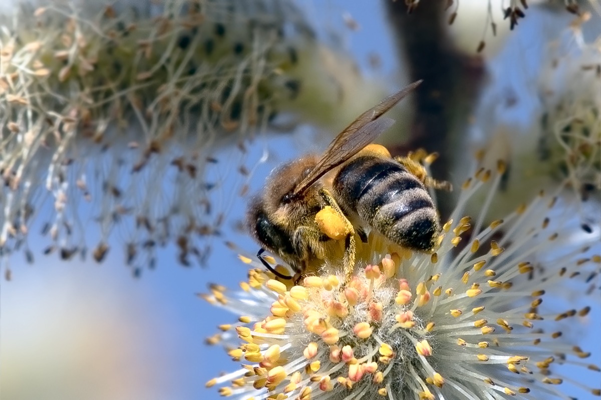 Biene_20190321_2.jpg