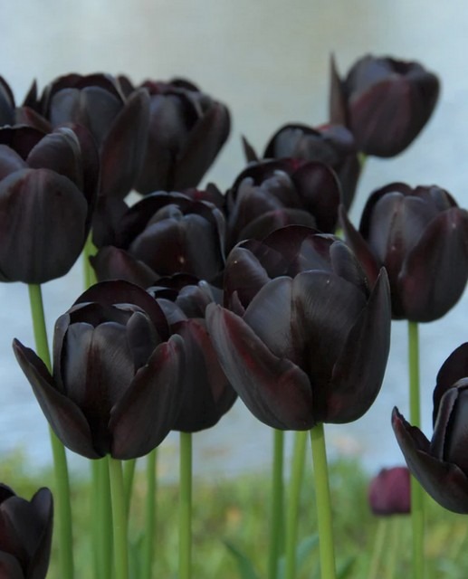 Black Tulip.jpg