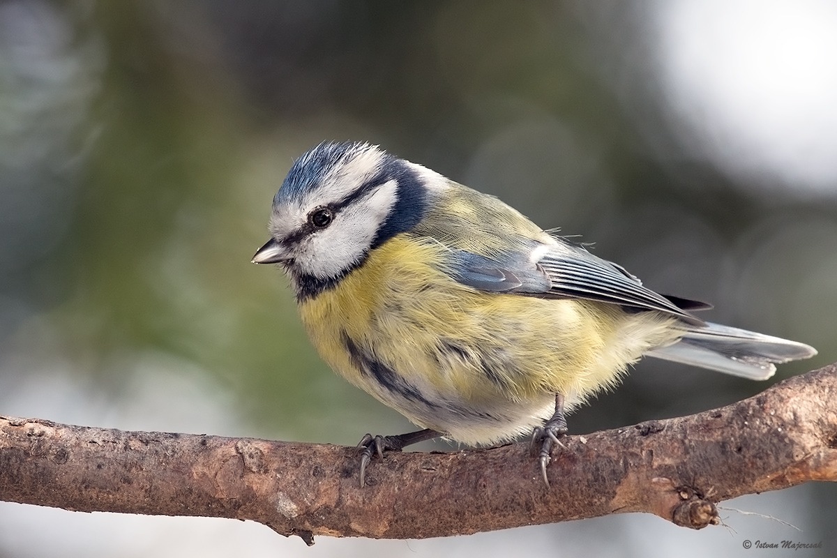 Blaumeise_20170204.jpg