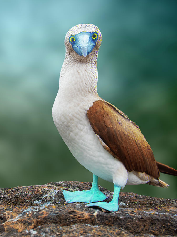 blue-footed-booby-2-antonio-busiello.jpg