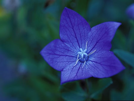 BlueFlowerMacro.jpg