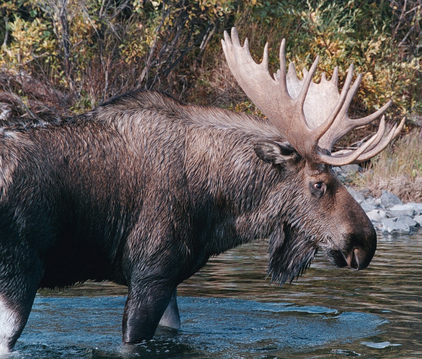 bull-moose-1670375154.jpg