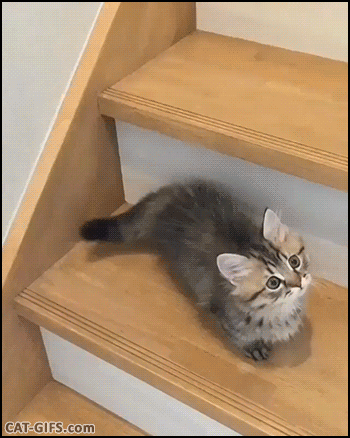 cat.gif
