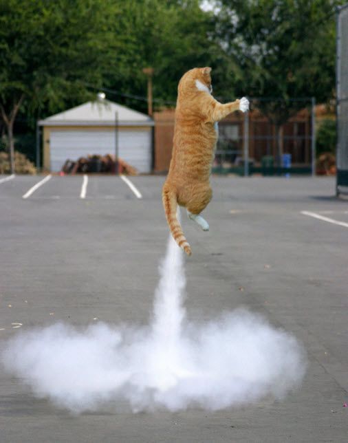 cat_launch.jpg