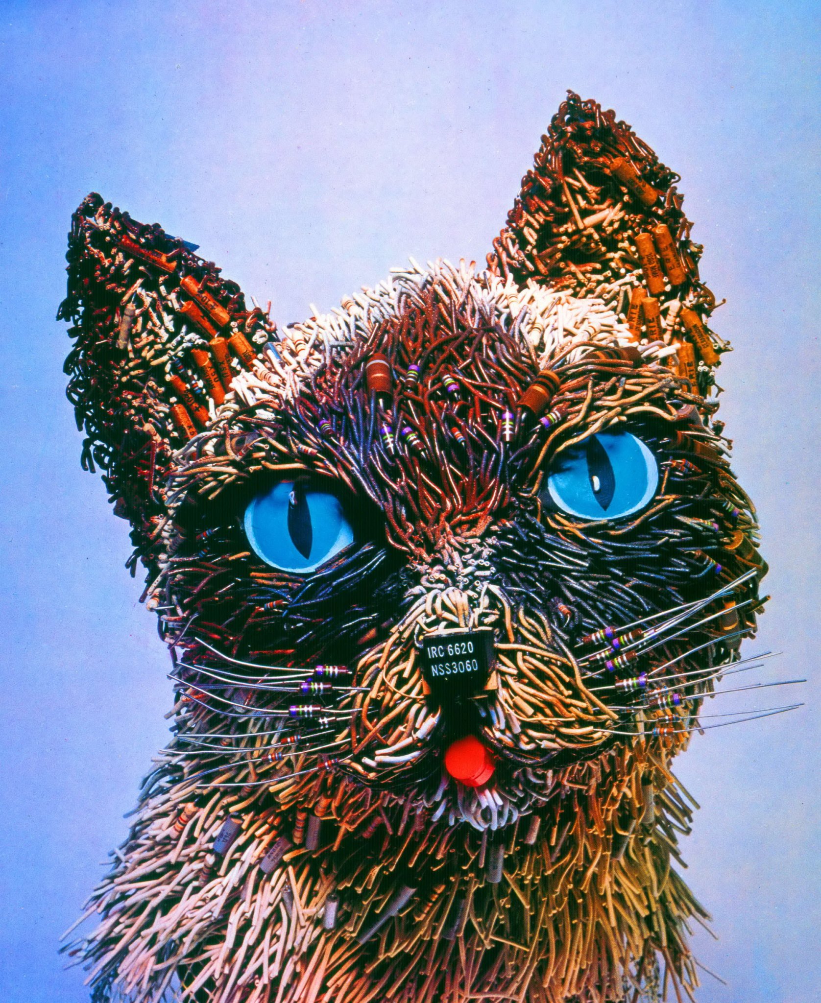 cat_sm.jpg