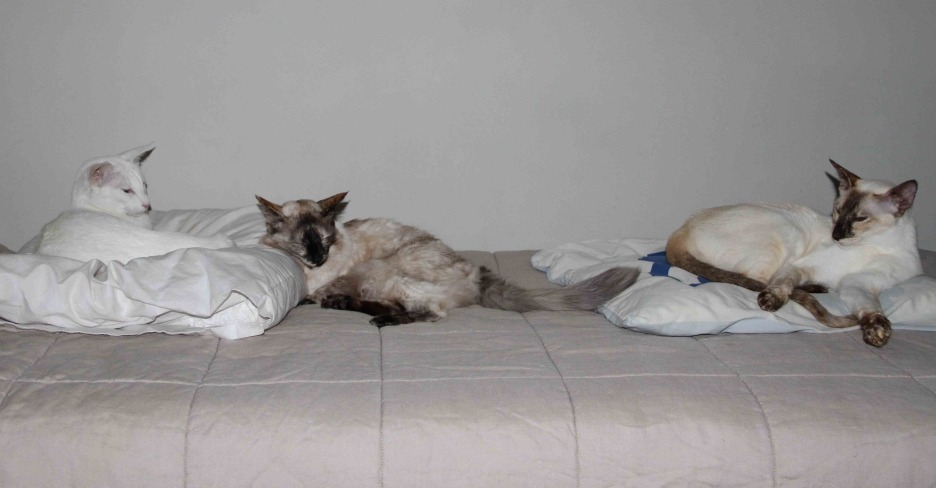 cats.jpg