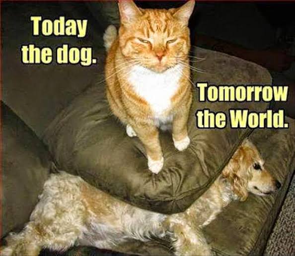 cats.jpg