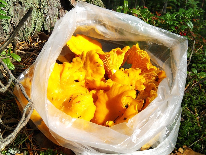 chanterelles sep 2023 finland.jpg