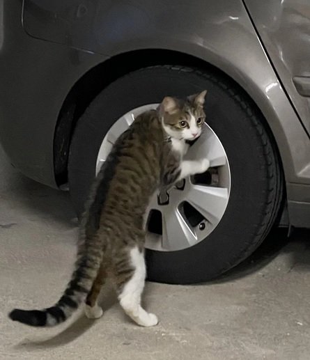 chat.jpg