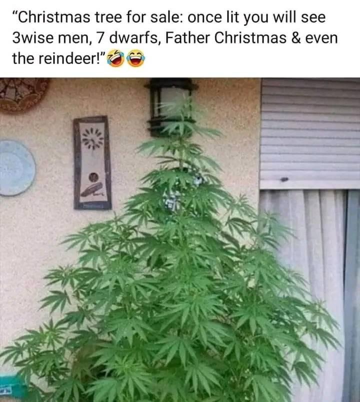 Christmas Tree for sale.JPG