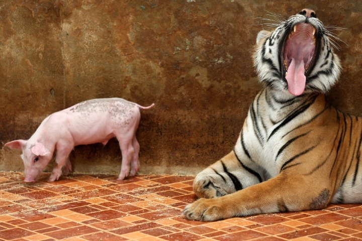 Cochon- (1).jpg