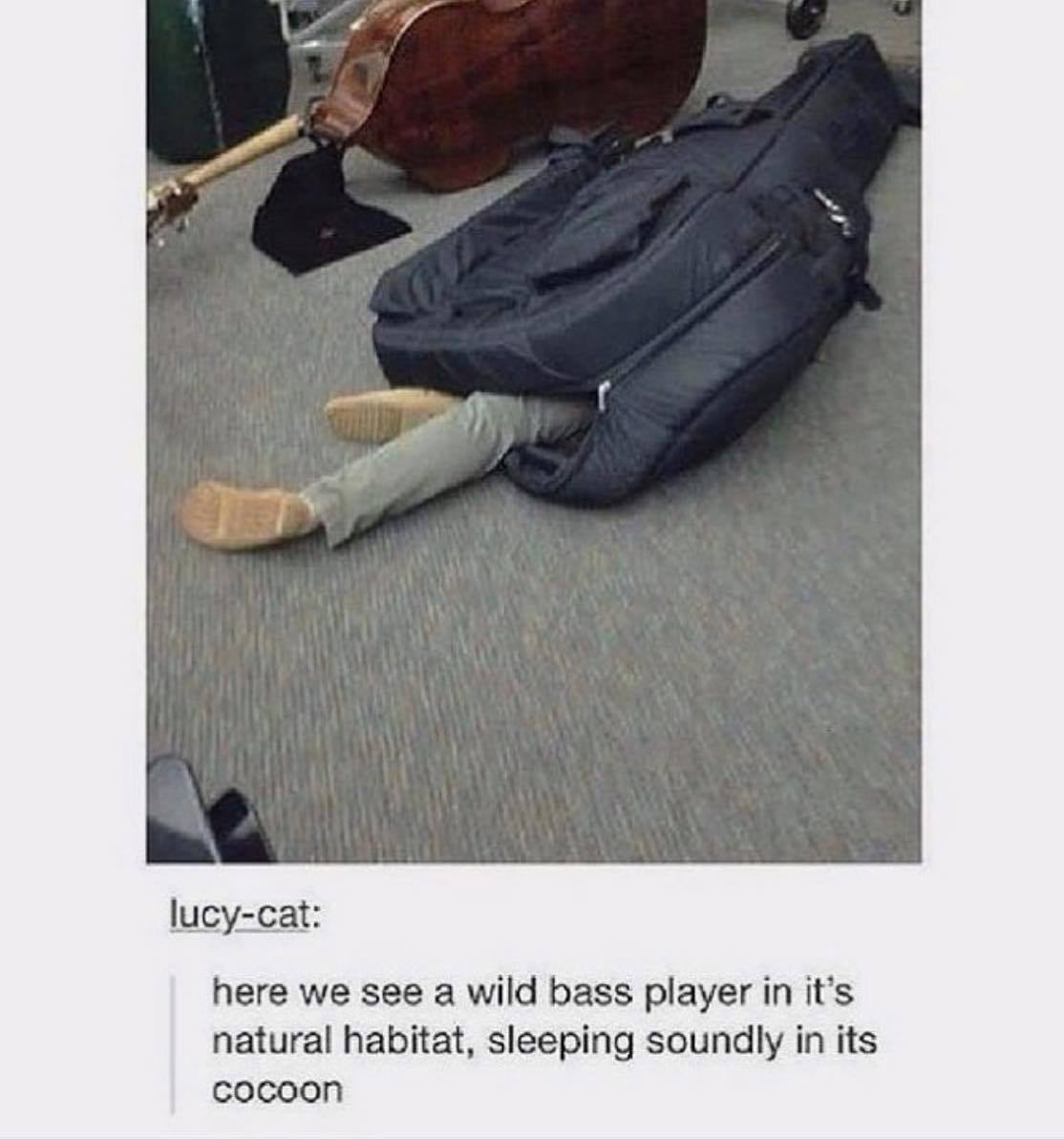 cocoon.jpg