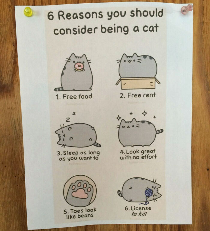 considercat.jpg