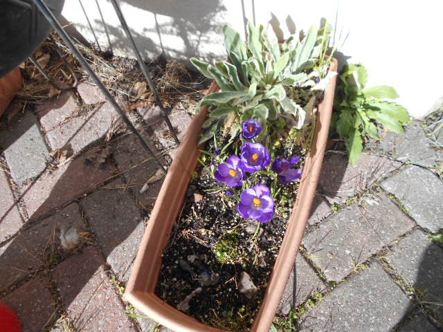 Crocuses 12 Feb 2024.JPG