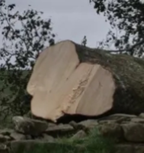 cut.jpg
