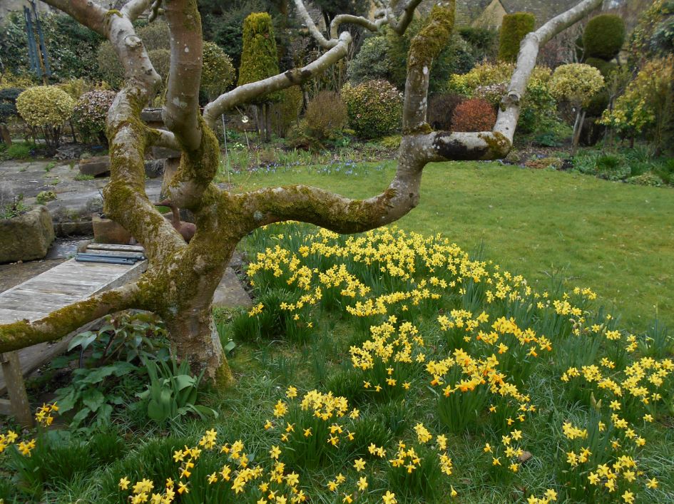 Daffodils at Big Sis'.JPG