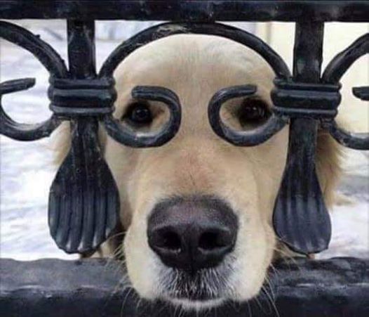 dog.jpg
