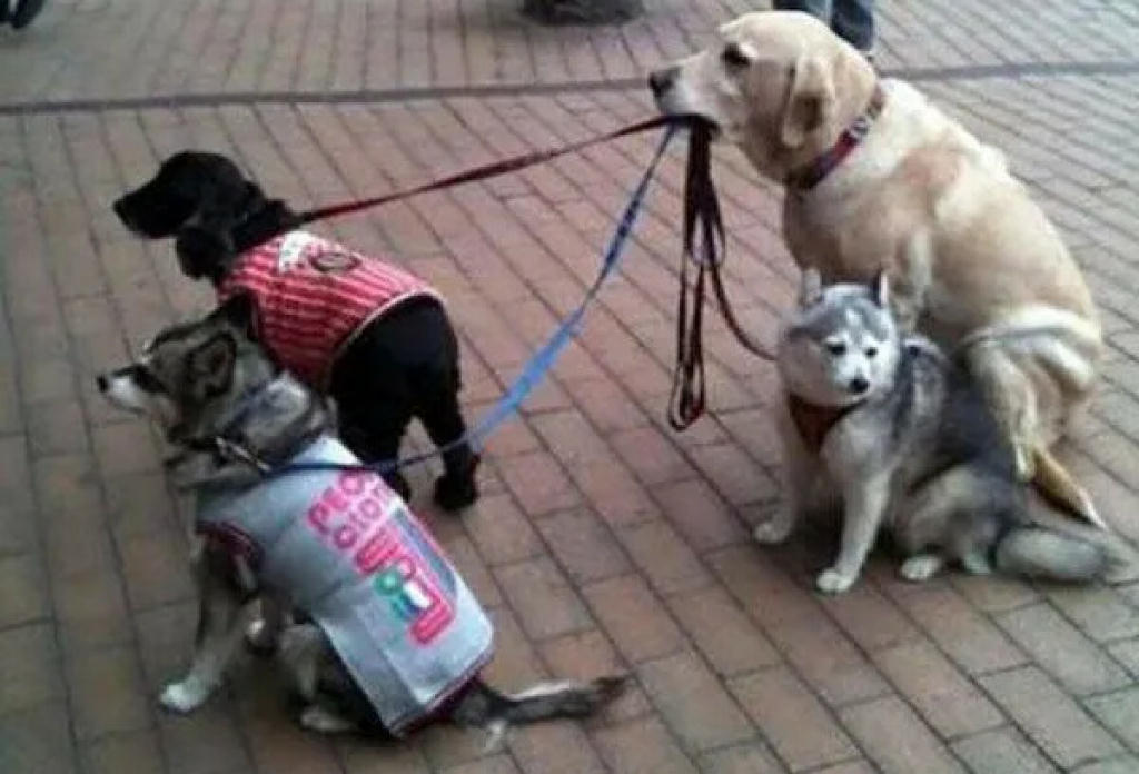 Dog Walker.jpg