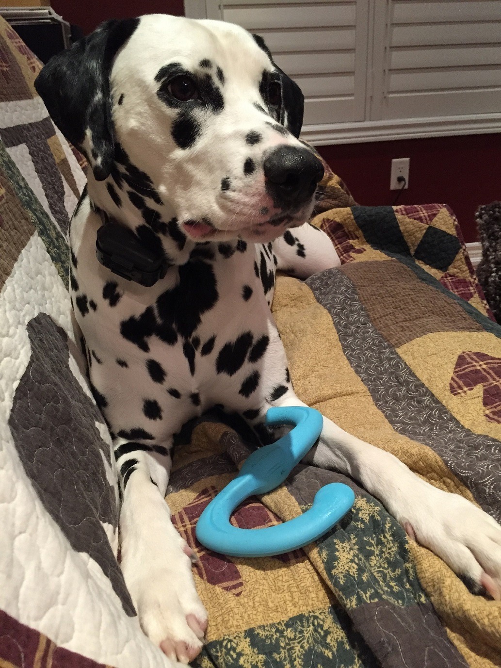 dog_on_couch.jpg