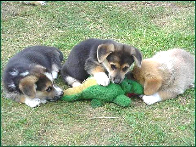Dogs..png