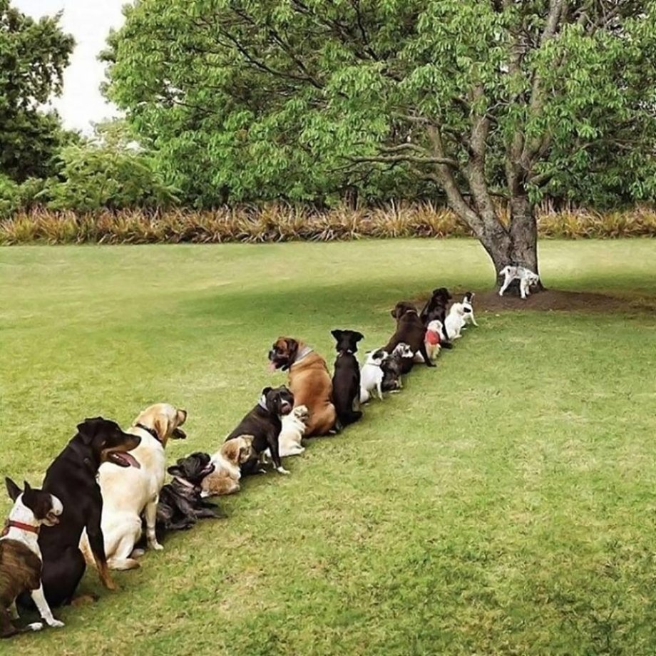 DogsWaitingForATreeToPissOn.jpg