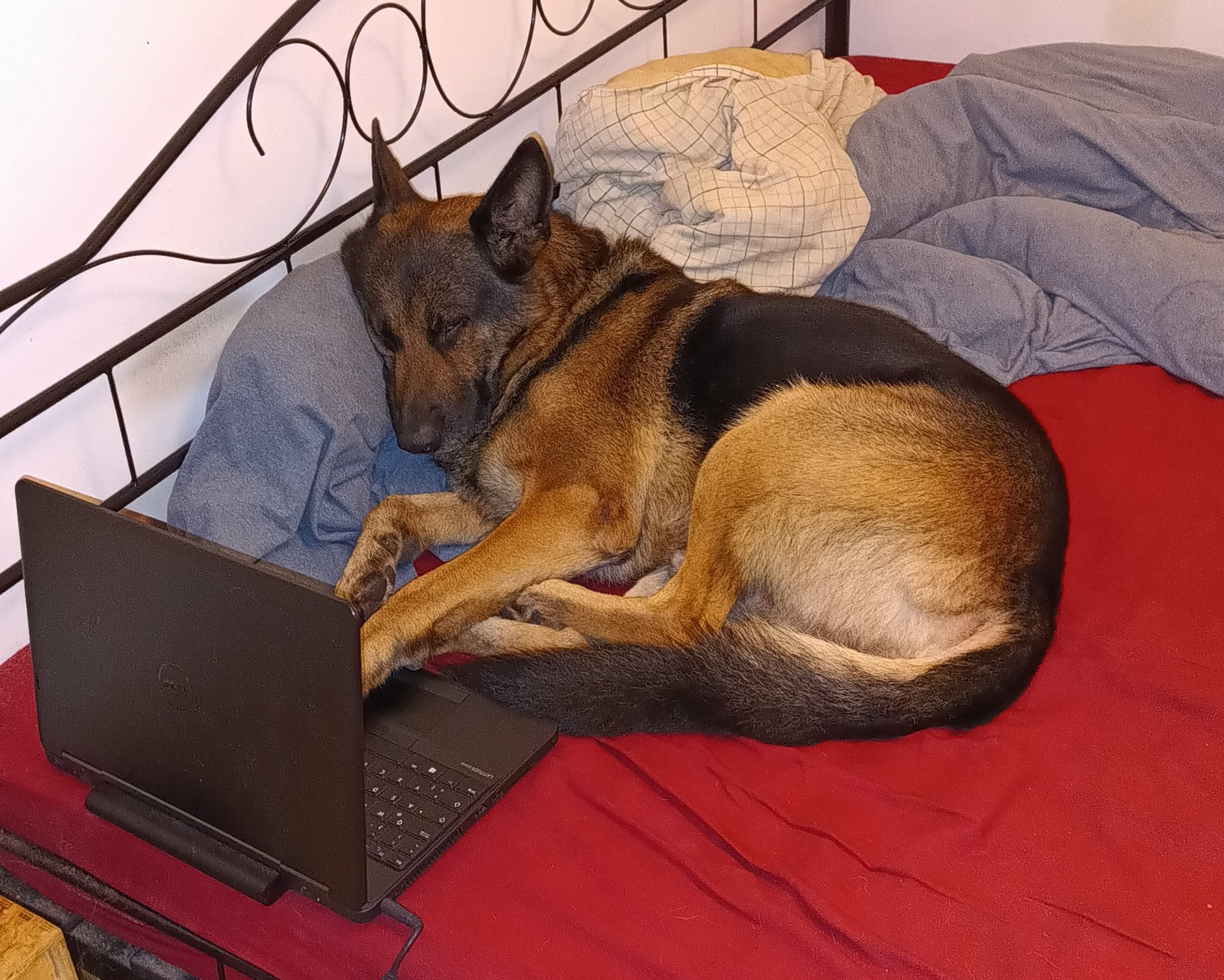 Dogtop.jpg