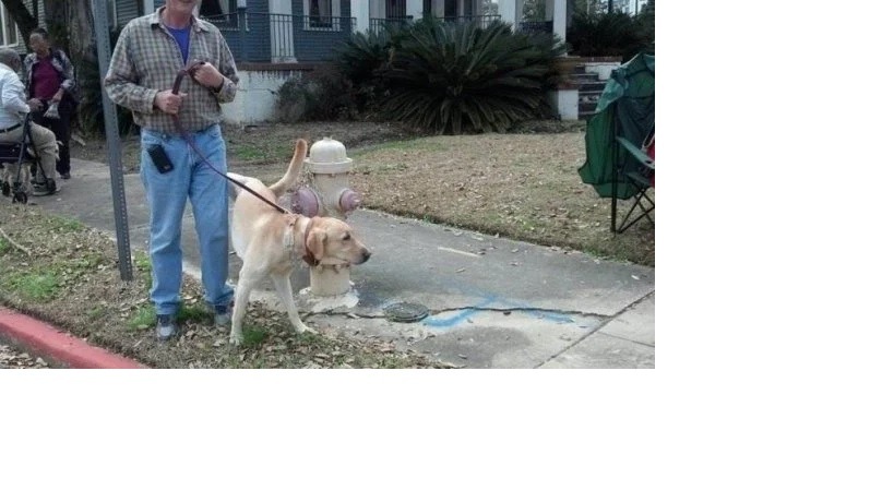 DogWithWrongLegDisorder.jpg
