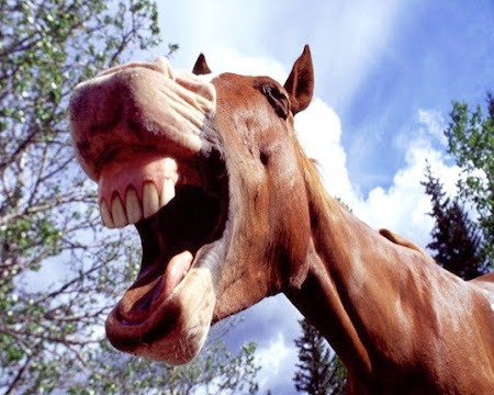 dont-look-a-gift-horse-in-the-mouth.jpg