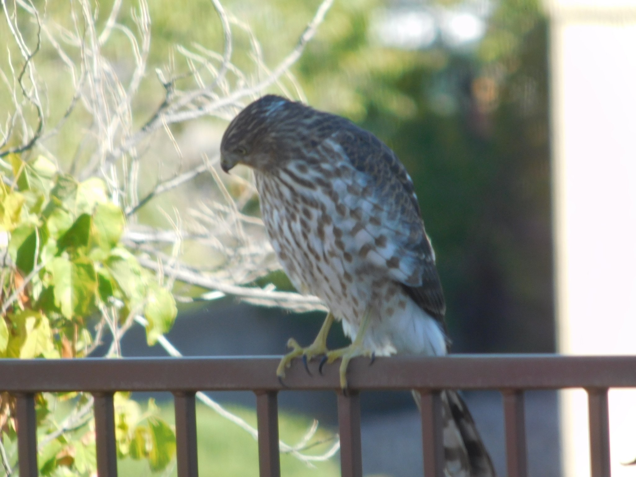 DSCN0727.JPG