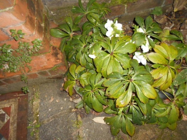 DSCN1733.JPG