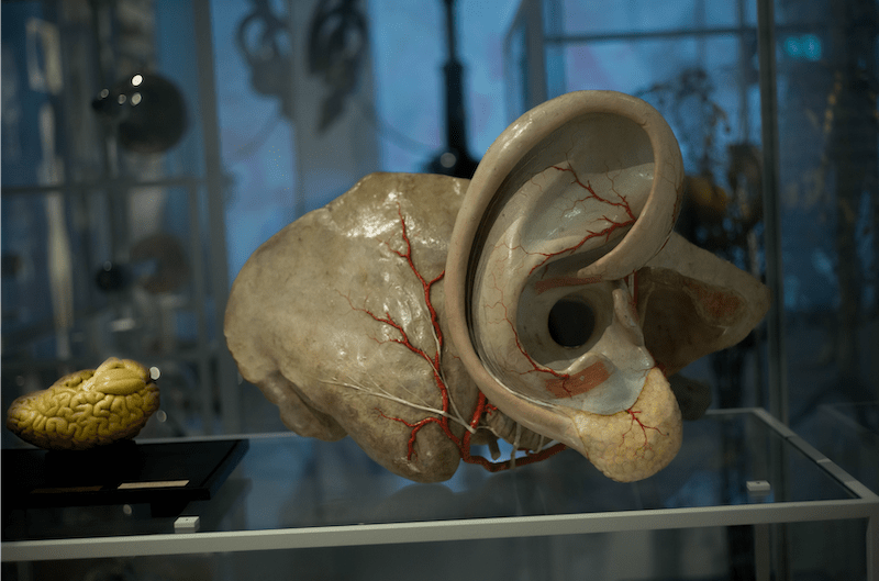 Ears.png