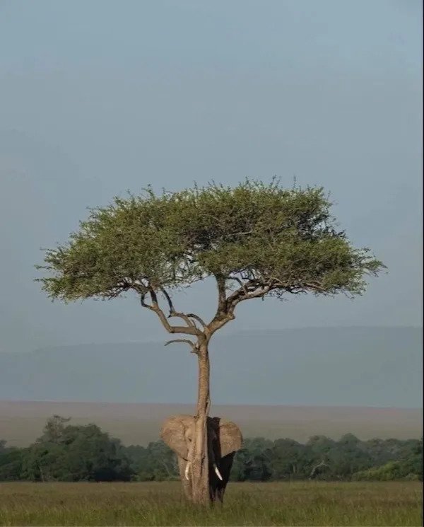 ElephantHidingBehindA-Tree.jpg