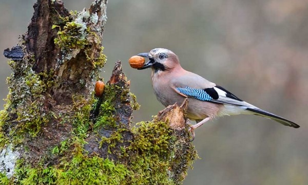 European Jay.jpg
