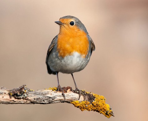 European Robin.jpg