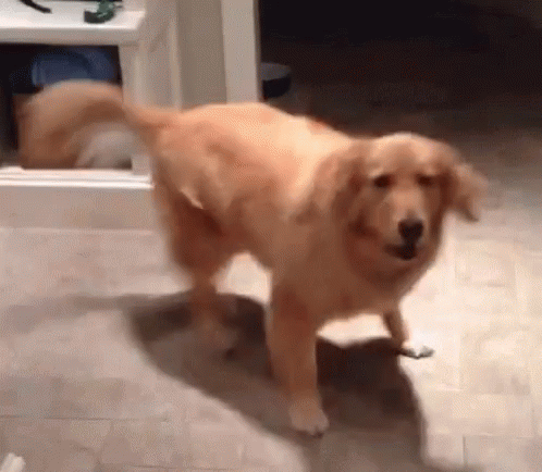 Excitable Dog.gif