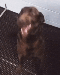 Exitable Dog.gif